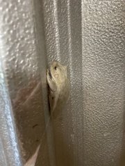 Osteopilus septentrionalis