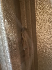 Osteopilus septentrionalis