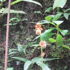 Kohleria stuebeliana