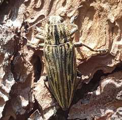 Chalcophora japonica