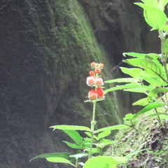 Kohleria stuebeliana