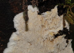 Dentipellicula leptodon