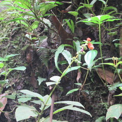 Kohleria stuebeliana