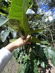 Flindersia bennettii