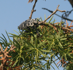 Capnodis cariosa