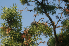 Capnodis cariosa