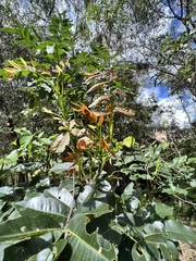 Flindersia bennettii