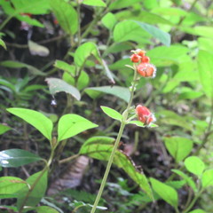 Kohleria stuebeliana