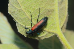 Strongylium championi