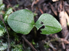 Neottia cordata