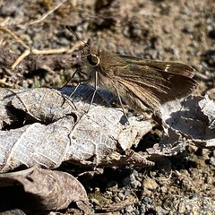 Lerodea eufala concepcionis