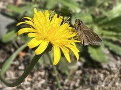 Lerodea eufala concepcionis