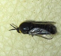 Panops conspicuus