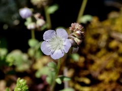 Phacelia dubia