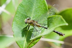 Hylogomphus parvidens