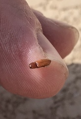 Aeolus mellillus