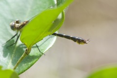 Hylogomphus parvidens