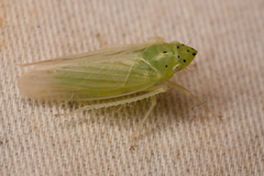Pagaronia tredecimpunctata