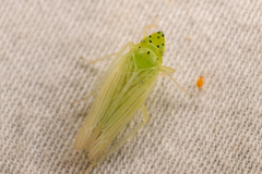 Pagaronia tredecimpunctata