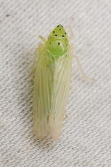 Pagaronia tredecimpunctata
