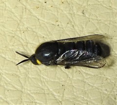 Panops conspicuus