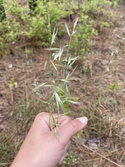 Danthonia sericea