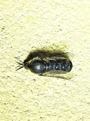 Panops conspicuus