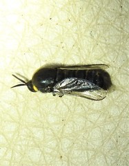 Panops conspicuus