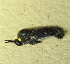 Panops conspicuus