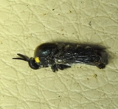 Panops conspicuus
