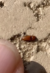 Aeolus mellillus