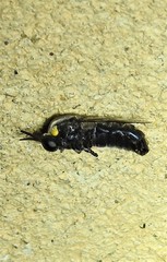 Panops conspicuus
