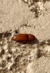 Aeolus mellillus