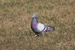 Columba livia domestica