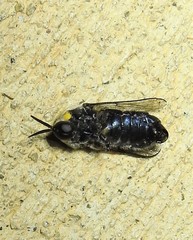 Panops conspicuus