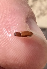 Aeolus mellillus