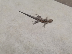 Urosaurus nigricauda