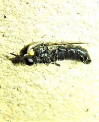 Panops conspicuus