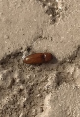 Aeolus mellillus