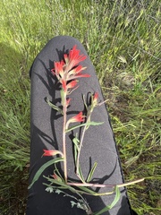 Castilleja subinclusa subinclusa