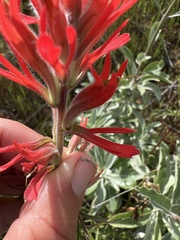 Castilleja subinclusa subinclusa