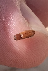 Aeolus mellillus