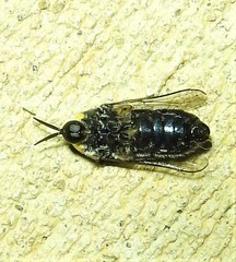 Panops conspicuus