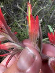 Castilleja subinclusa subinclusa