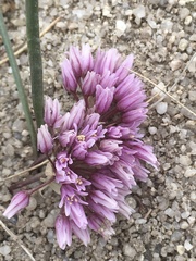 Allium aaseae