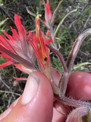 Castilleja subinclusa subinclusa