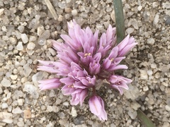 Allium aaseae