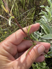 Castilleja subinclusa subinclusa
