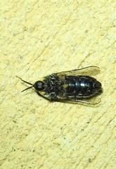Panops conspicuus