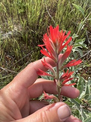 Castilleja subinclusa subinclusa